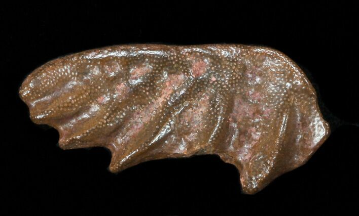 Ceratodus Tooth Plate - Extinct Lungfish #38324